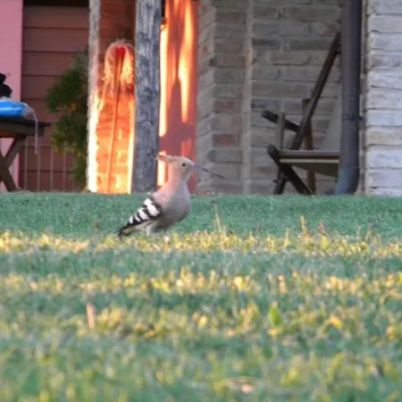 Agriturismo Merlino مزرعة للإقامة